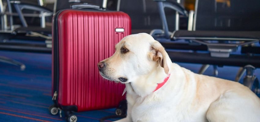Does Spirit Airlines Allow Dogs