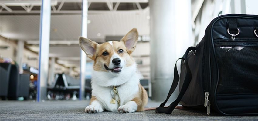 Qatar Airways enables pet to fly