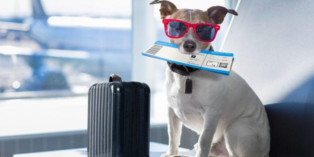 Does Volaris Allow Pets Volaris Pet Policy Guide for 2023 